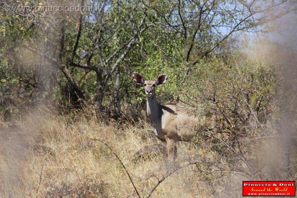 Ethiopia - Netch Sar Park - 98 - Mountain Nyala femmina.jpg